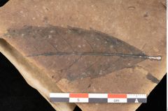 Foto (Detailsansicht) von Quercus palaeoilex Ettingshausen (NHMW-GEO-2024-0188-0924)